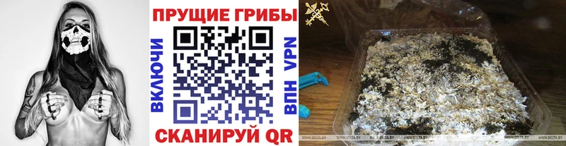 Псилоцибиновые грибы мицелий  мега зеркало  Карасук  хочу наркоту 